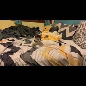 Meet your Posher, Trinity